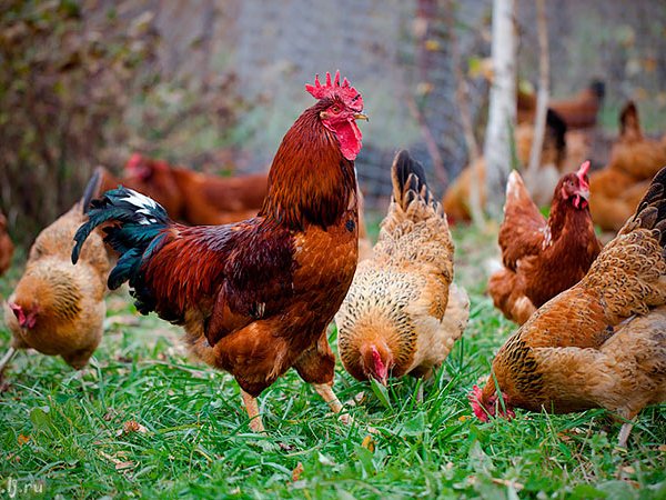 Породы куриц | ЗооТом - продажа, вязка и услуги для животных в Северобайкальске