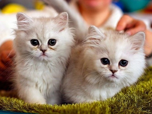 Породы кошек в Северобайкальске | ЗооТом портал о животных