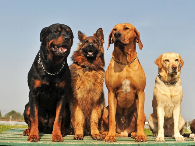 Крупные породы собак в Северобайкальске | ЗооТом портал о животных
